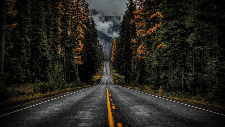 Rainy Mountain Road, wilderness, road, lane, forest Free HD Wallpaper