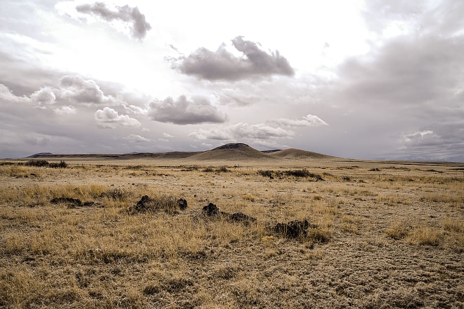 Savanna Dry Season, herbivorous, mound, mammal, scenics  nature