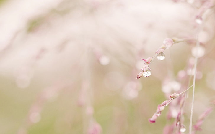 soft focus, color image, tree, softness Free HD Wallpaper