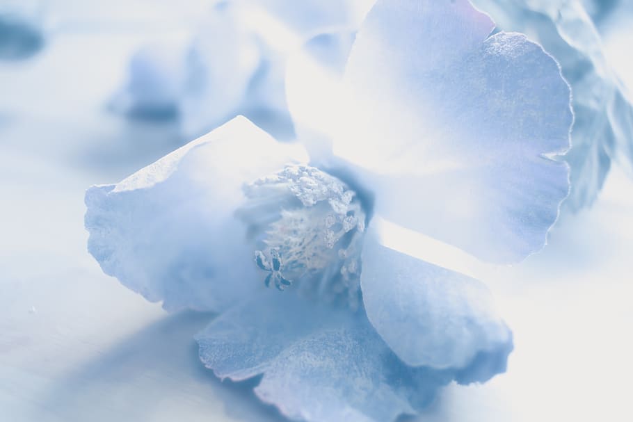 Soft Pink Flowers, frozen, pale blue flower, winter, indoors