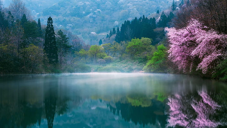 South Korea National Tree, sky, tree, leaf, lake Free HD Wallpaper