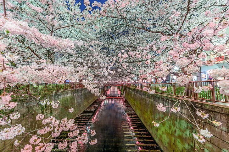 Tokyo Japan, japan, sakura, tokyo, spring, Free HD Wallpaper