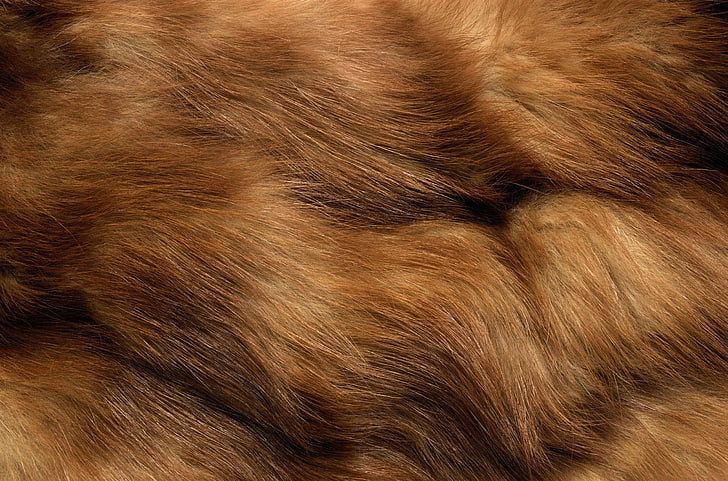 animal skin, dog, nature, wood