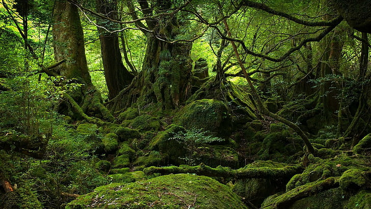 Beautiful Waterfall Japan, vines, yakushima, japan, forest Free HD Wallpaper