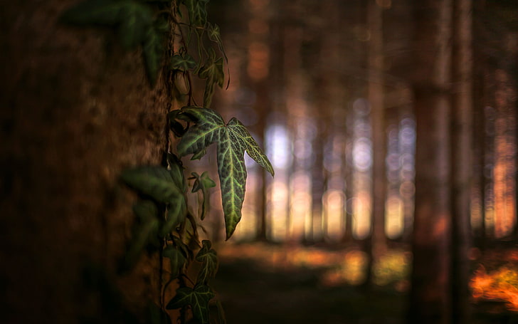 Big Green Leaf Plant, land, woodland, focus on foreground, beauty in nature Free HD Wallpaper