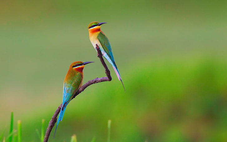 Blue-Tailed Bee-eater, vertebrate, no people, branch, focus on foreground Free HD Wallpaper