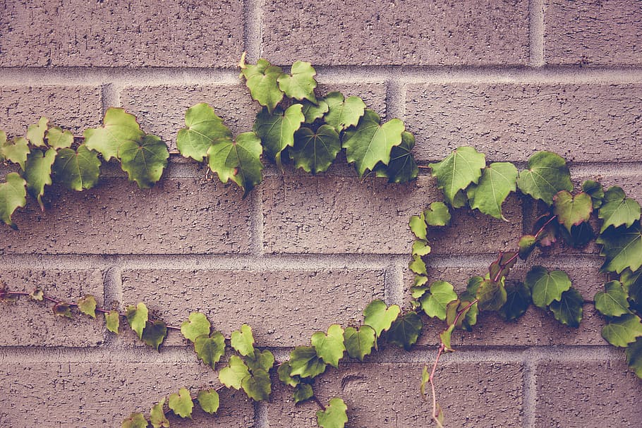 brick wall, concrete, natural, closeup