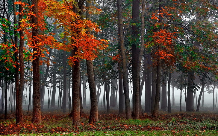 Colorful Forest Autumn, outdoors, vibrant color, grass, tranquil scene Free HD Wallpaper