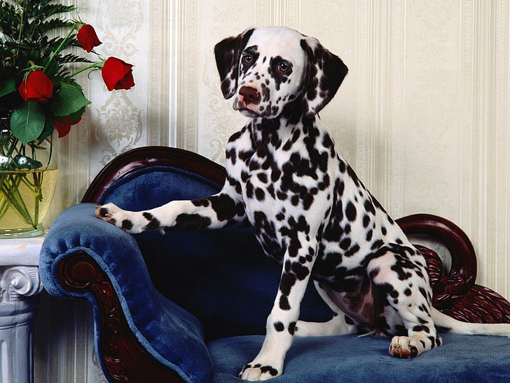 Dalmatian Dog Baby, home, seat, indoors, sitting Free HD Wallpaper