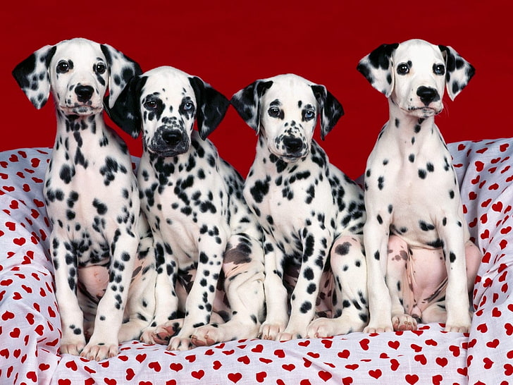 Dalmatian Puppy Names, togetherness, pattern, looking at camera, spotted