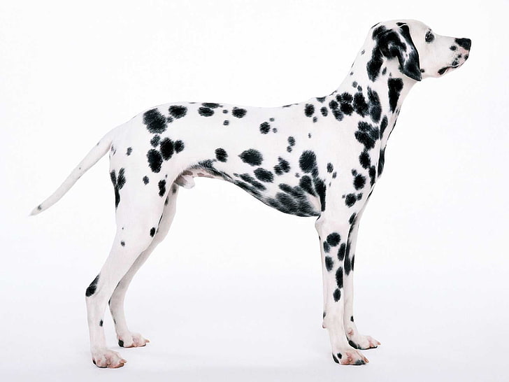 Dobermann Dalmatian, pattern, dalmatian, domestic, white background Free HD Wallpaper