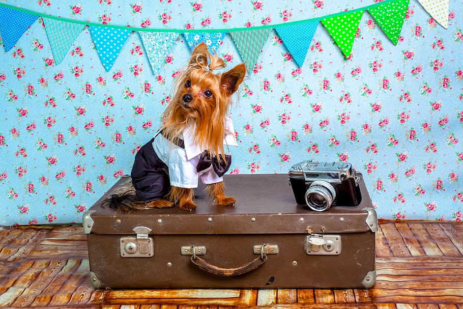 Dog Wearing Suit, domestic animals, traveler, camera, pets Free HD Wallpaper