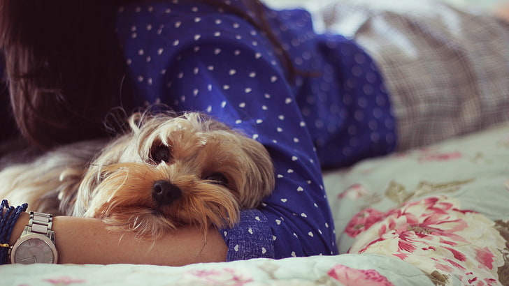 Dog Wedding Bandana, small, home interior, no people, sofa Free HD Wallpaper