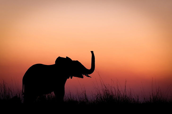 Elephant Painting Sunset, sun, beauty in nature, outdoors, livestock Free HD Wallpaper