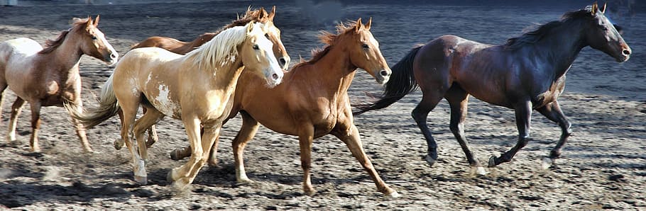 Fast Horse Breeds, vertebrate, no people, pets, mammal Free HD Wallpaper