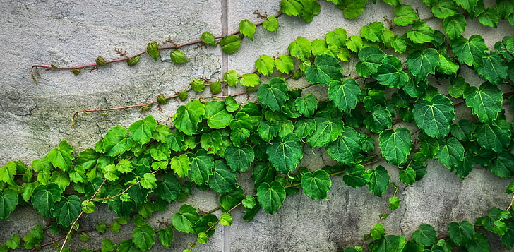 Fence Climbing Plants, moss, growth, high angle view, plant