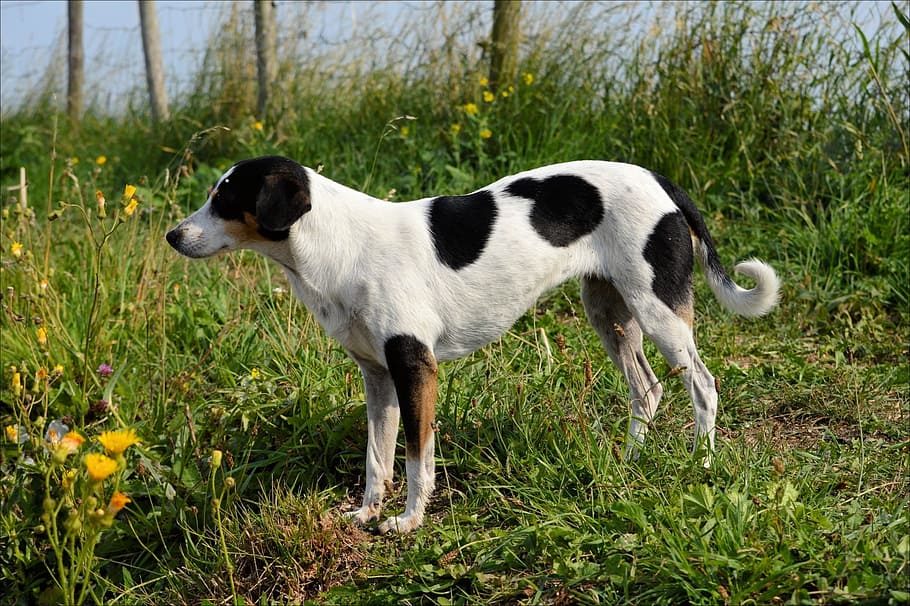 Fox Hunting Hounds, dog, grasses, greenery, leaves