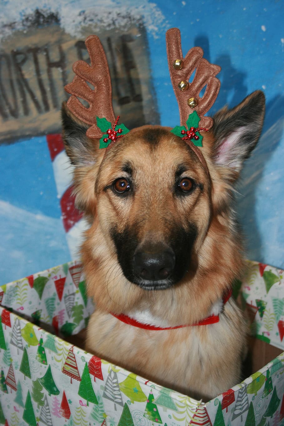 German Shepherd Gifts, adorable, holiday, domestic animals, canine Free HD Wallpaper