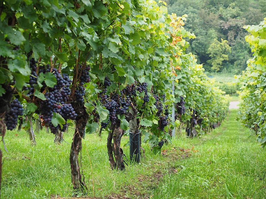 Grape Vine, vitis, field, varietal, plant