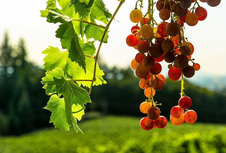 Grapefruit Tree Flowers, food, closeup, summer, backlit Free HD Wallpaper