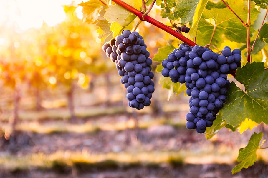 Grapevine Garland, growth, winemaking, plantation, crop