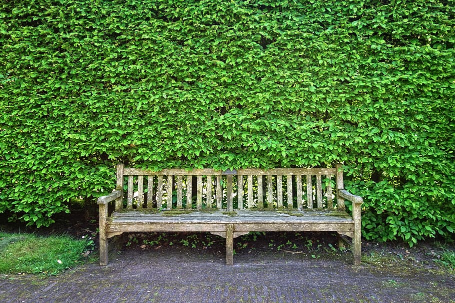 Hedge Texture, growth, shorn hedge, garden furniture, tree