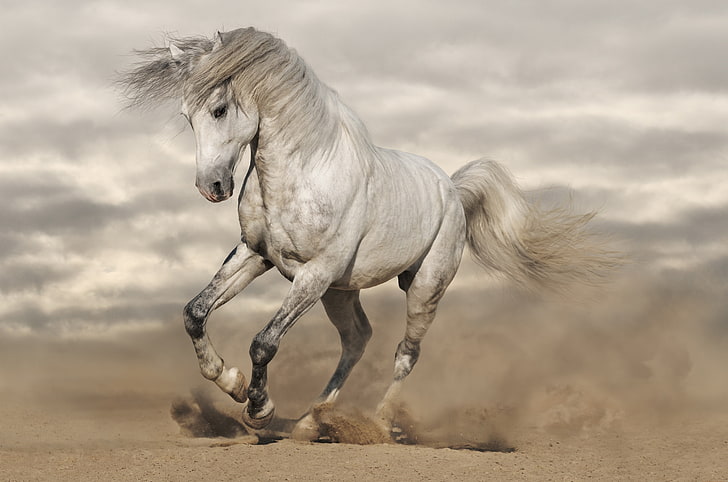 Horse Anatomy Model, stallion, animal wildlife, nature, no people Free HD Wallpaper