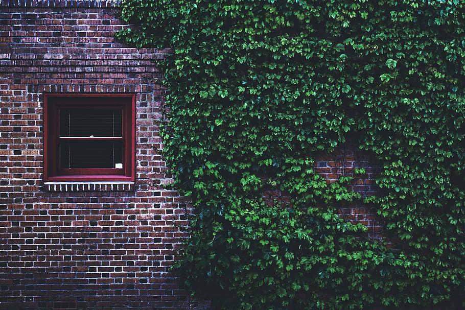 Ivy Damage On Walls, growth, tree, covered, brown