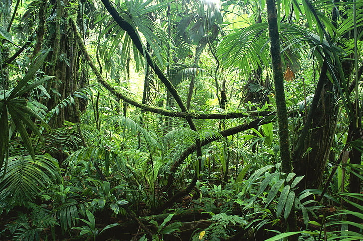 Jungle Forest Landscapes, green color, selva, nonurban scene, tranquility