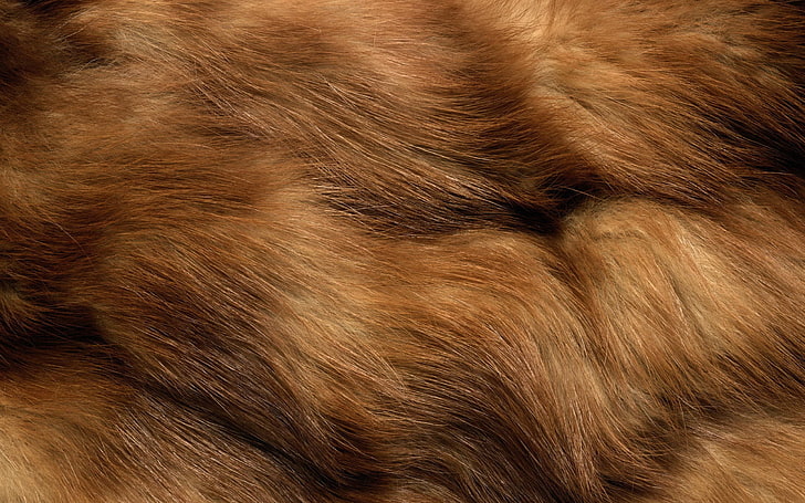 Lion Skin Pattern, nature, abstract, full frame, wood Free HD Wallpaper