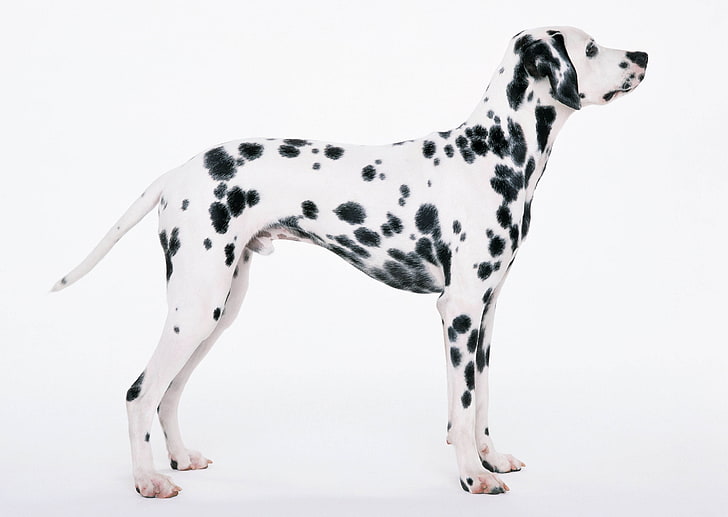 London 1970s, white color, studio shot, dalmatian dog, black color