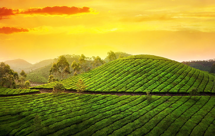 Munnar View, field, agriculture, tea crop, plantation Free HD Wallpaper