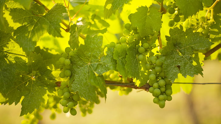 nature, green color, winemaking, wrzburg Free HD Wallpaper