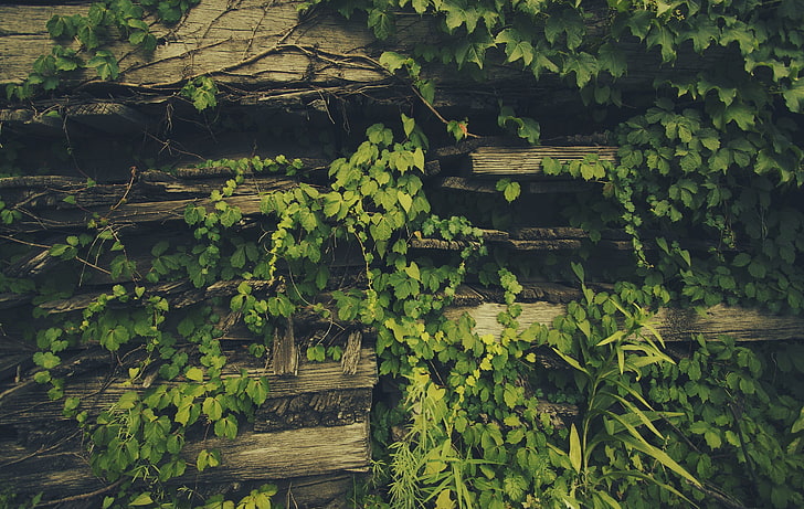 Old Wood Planks, day, outdoors, architecture, landscape Free HD Wallpaper