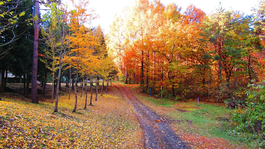 Pemandangan Alam Desa, mountain path, woodland, glitter, fallen leaves Free HD Wallpaper