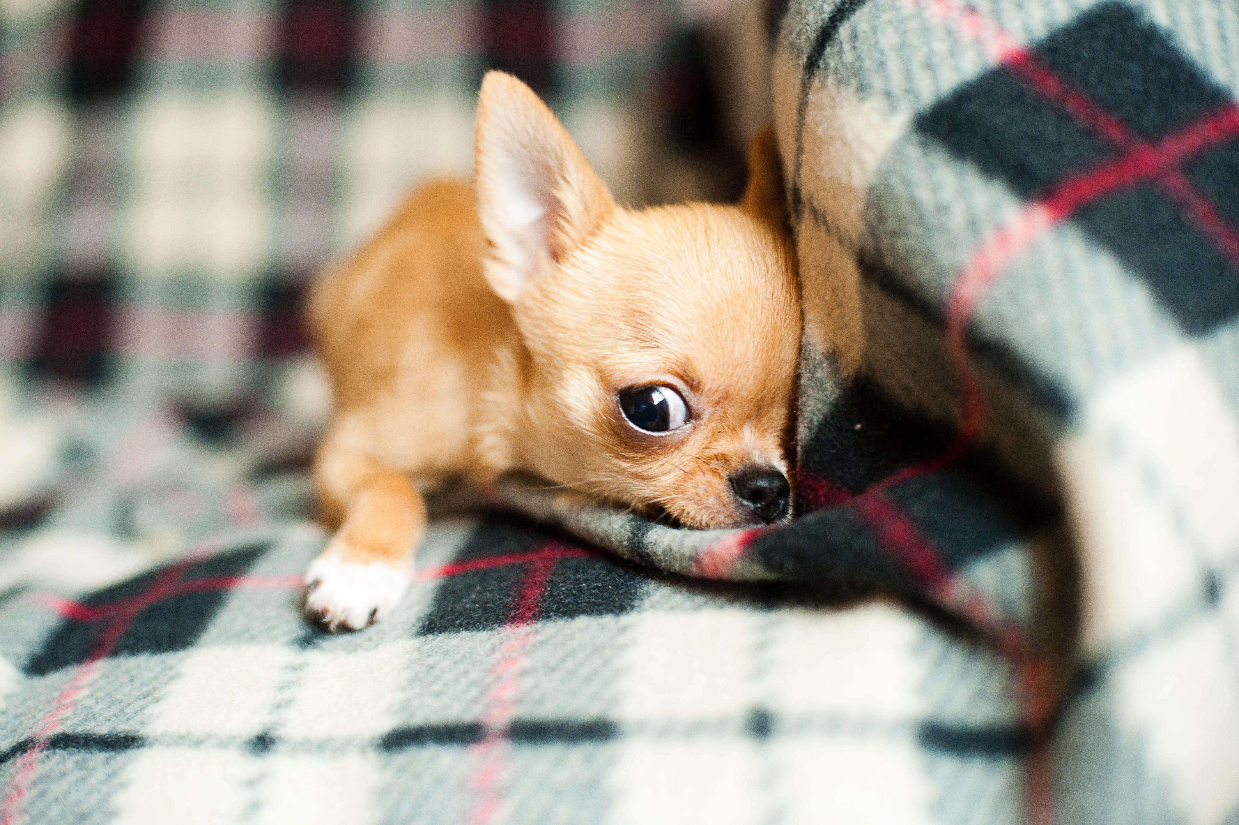 pets, young animal, furry, no people