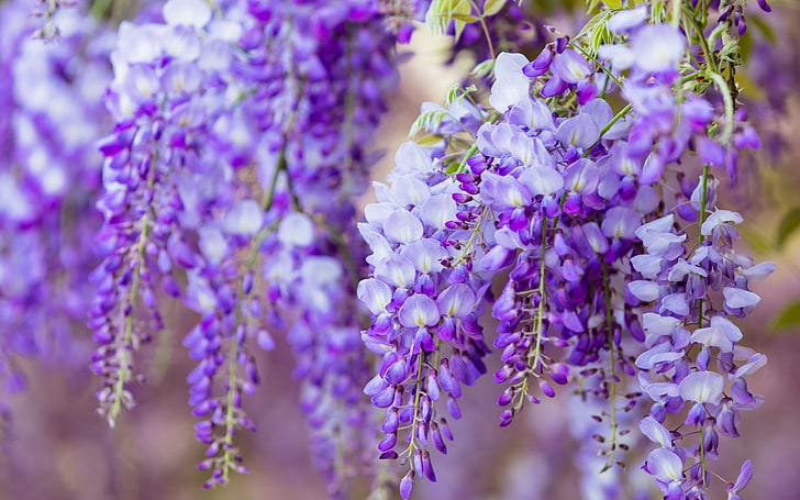 Purple Lavender Flowers, no people, day, lilac, freshness Free HD Wallpaper