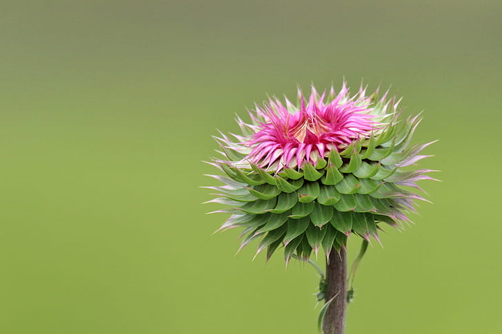 Purple Passion Vine, thistle, closeup, pink color, botany