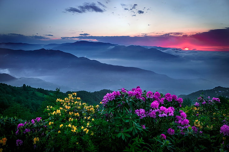 Purple Pink and Yellow Flowers, mountain range, plant, tranquil scene, no people Free HD Wallpaper