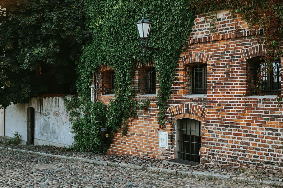 row house, brick wall, outdoors, ivy Free HD Wallpaper