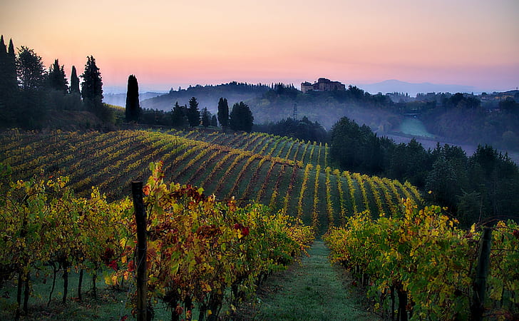 summer, italy, sunrise, vine