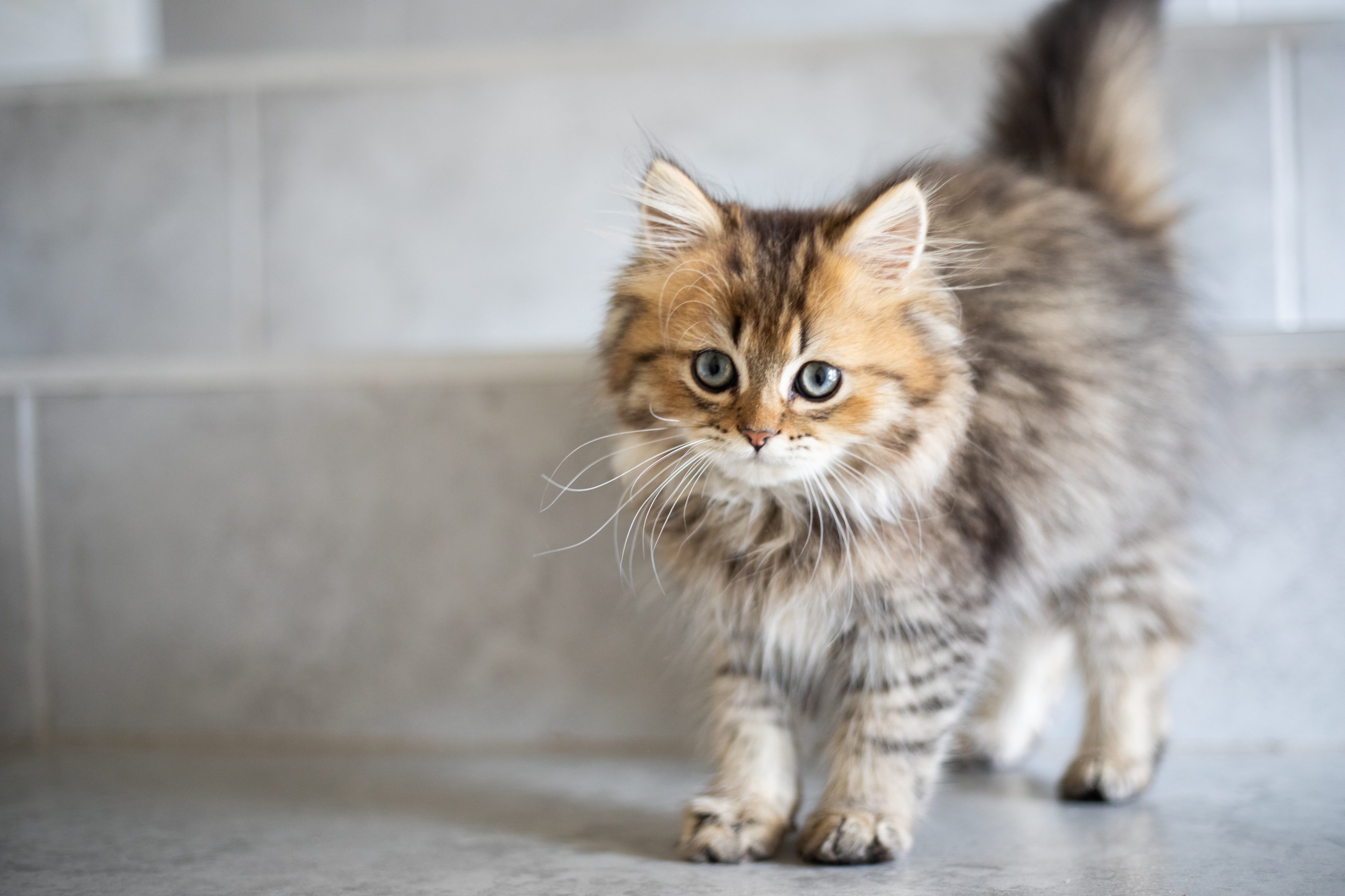The Norwegian Forest Cat, dog, one animal, focus on foreground, siamese