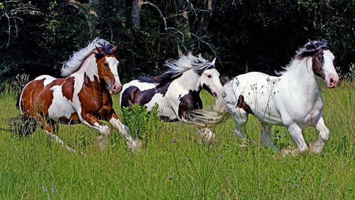 White Horses Running Wild, herd, Running Herd, animals, running Free HD Wallpaper