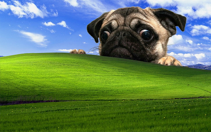 Windows XP Dog, animal themes, portrait, windows xp, grass Free HD Wallpaper