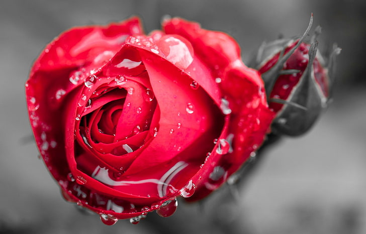 Beautiful Roses with Water Drops, gift, nature, freshness, flowering plant Free HD Wallpaper