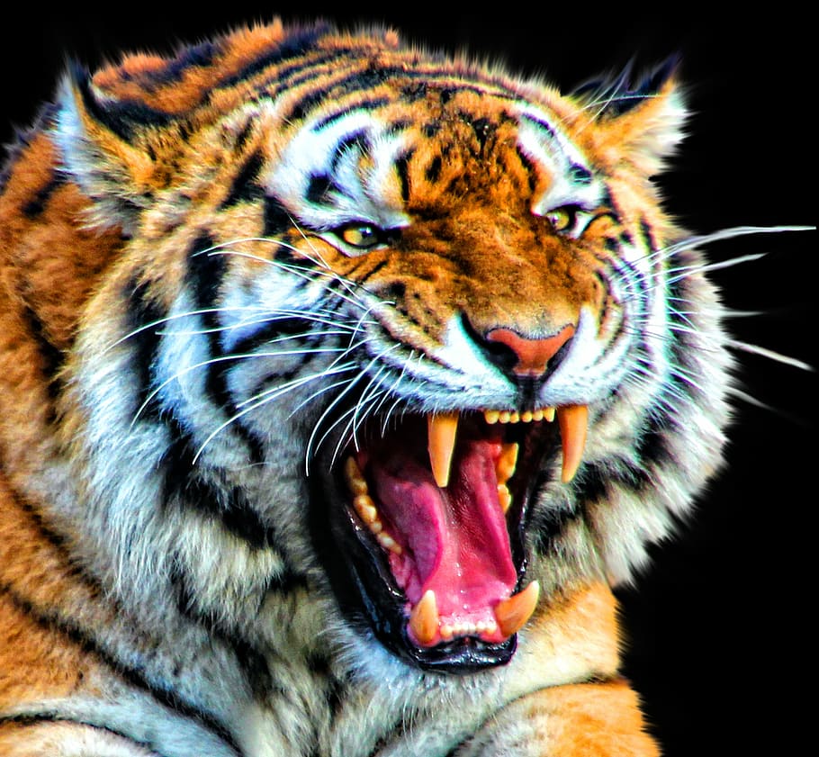 Best Tiger, animals in the wild, animal head, bengal, yellow Free HD Wallpaper