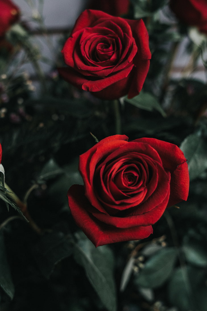 Black White Red Rose Flower, beauty in nature, inflorescence, beautiful, anniversary Free HD Wallpaper