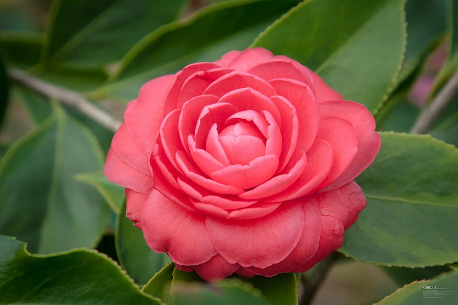 Camellia Flower, fragility, rose  flower, beauty in nature, rose Free HD Wallpaper