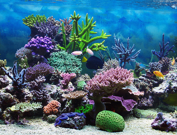 Coral Reef Scenery, undersea, ecosystem, tropical, beauty in nature Free HD Wallpaper