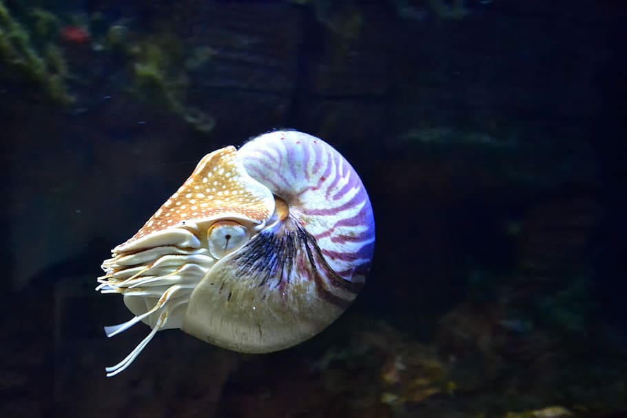 Cuttlefish, animal, beauty in nature, invertebrate, animal wildlife